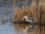 Grey Heron