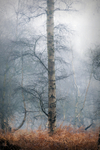 Single Birch in the Mist