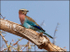 Lilac breasted roller #1