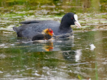 Coot with chick