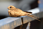 Ladder-tailed Nightjar