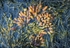 Seaweed Detail
