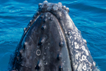 Closeup 1 0A3A0855