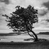 The Kippford tree