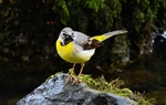Grey Wagtail