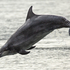 Bottlenose Dolphins