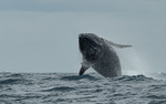 Humpback whale