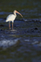 White Ibis standing still in sea, Playa Cativo Lodge, Costa Rica