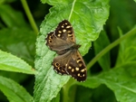 Speckled Wood