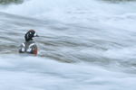 Harlequin Duck (male), River Laxa, Iceland