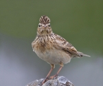 Pipits & Larks portfolio