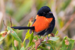 Red Wren Male 13