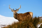 Stag