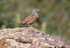 Cretzschmar's Bunting
