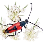 Longicorn Beetles (Stenurella bifasciata)