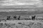 Horses on the moors.  ref9406
