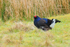 Black Grouse (male), Scotland