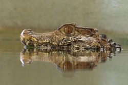 Caiman