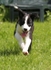 18 Nine weeks old
