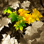 Sycamore Leaves