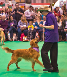 Crufts 2015 portfolio