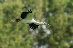 Asian Openbill gliding on landing approach, Gao Giong, Vietnam