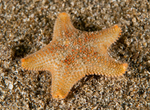 Asterina gibbosa