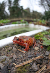 Unusual red frog near a bath tub_092
