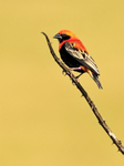 Black-winged Red Bishop perched on a thorny branch at Durlston