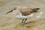 Dunlin (non-breeding plumage) on the causeway at Farmoor