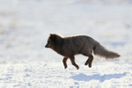 Arctic Fox (dark) trotting, Svalbard, Norway