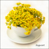 Ragwort
