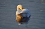 Whooper Swan