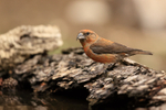 Red Crossbill (male) at drinking pool, Port del Comte, Spain