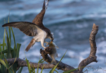 Osprey with Luderick 22