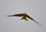 Red Kite