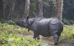 Rhino