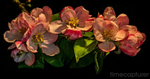 Apple Blossom Time
