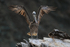 Peruvian Pelican flapping wings, Chile