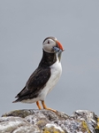 Fife_Puffin 0009