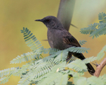 Grey Wren-Warbler portfolio