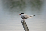 Common Tern
