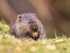 European Water Vole eating at the British Wildlife Centre