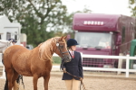 SBM_19391_Class 317 - IH Pure Bred Horse-Pony