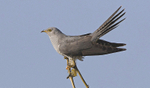 Male Cuckoo