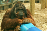Orangutan - Tiga
