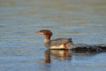Common Merganser portfolio
