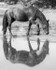 friesians 101-52