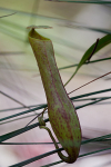 Pitcher Plant in Bako National Park in Boreno_056