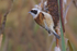 Male Penduline Tit